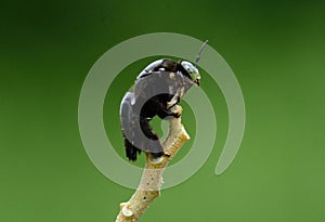 Carpenter Bee Xylocopa latipes