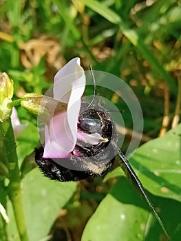 Carpenter bee or xylocopa latipes