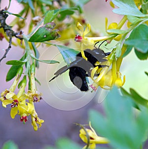 Carpenter bee xylocopa in the nature