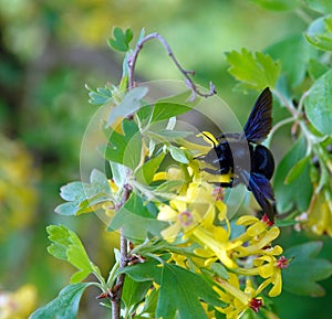 Carpenter bee xylocopa in the nature