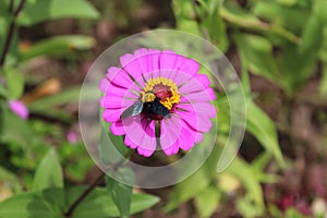 A Carpenter bee (Xylocopa) perching on a pink daisy flower