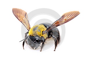 Carpenter bee Xylocopa