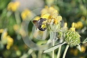 A Carpenter bee xylocopa sonorina feasting upong Crikvenica field