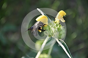 A Carpenter bee xylocopa sonorina feasting upong Crikvenica field