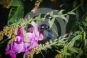 Carpenter bee Xylocopa on a vetch