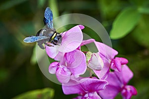 Carpenter bee Xylocopa on a vetch