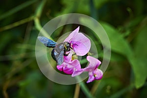 Carpenter bee Xylocopa on a vetch