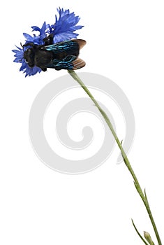 Carpenter bee, Xylocopa violacea, on blue flower