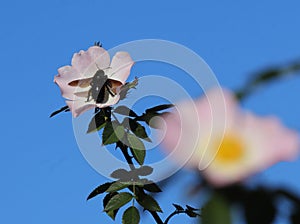 Carpenter Bee - Xylocopa violacea feeding on a Dog Rose - Rosa canina in bloom. Sintra, Portugal. Springtime.