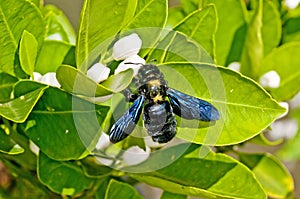 Carpenter bee,Xylocopa violacea L.