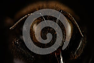 Carpenter bee & x28;Xylocopa violacea& x29; super macro stacking