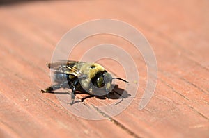 Carpenter Bee (Xylocopa virginica)