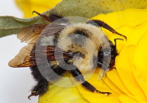 Carpenter Bee on Yellow Flower