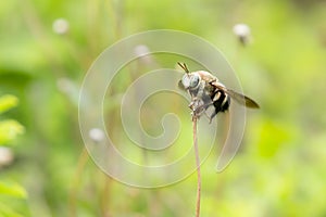 Carpenter bees (Xylocopa collaris) on Coatbuttons flower in the garden.