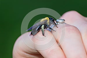 Carpenter bumble Bee sitting on a hand