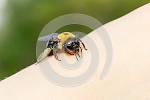 Carpenter bumble Bee sitting on a hand