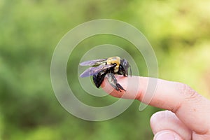 Carpenter bumble Bee sitting on a hand