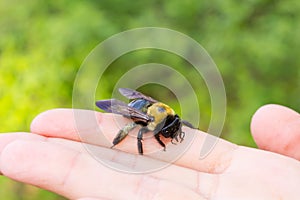 Carpenter bumble Bee sitting on a hand