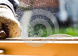 Carpenter working with wood