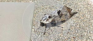 A carpenterworm moth on gravel-wash floor.