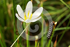 Carpenterworm with zephyranthes grandiflora