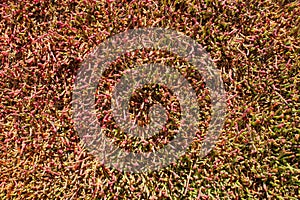 Carpert of red and green plant growing on intertidal areas along the Derwent River