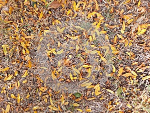 Carpet of autumn leaves