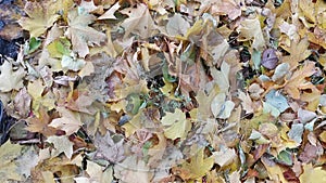Carpet of autumn leaves. Autumn season