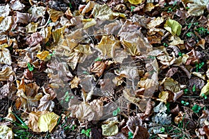 Carpet of autumn leaves on a grassy lawn