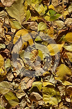 A carpet of autumn leaves zoomed contrasty