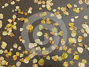 Carpet of autumn yellow orange red fallen linden leaves, abstract textural background
