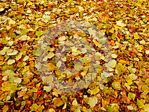 Carpet of autumn yellow orange red fallen linden leaves, abstract textural background