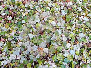 Carpet of autumn yellow orange red fallen linden leaves, abstract textural background