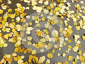 Carpet of autumn yellow orange red fallen linden leaves, abstract textural background