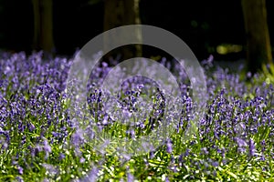 Carpet of Bluebells in Beech Wood, Buckinghamshire, England UK