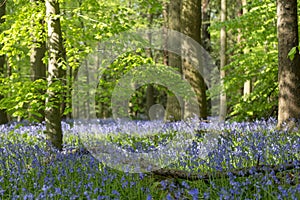 Carpet of Bluebells in Beech Wood, Buckinghamshire, England UK