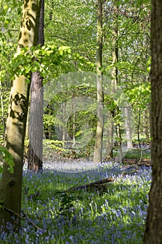 Carpet of Bluebells in Beech Wood, Buckinghamshire, England UK