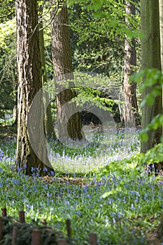 Carpet of Bluebells in Beech Wood, Buckinghamshire, England UK