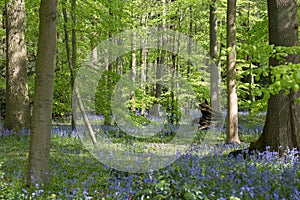 Carpet of Bluebells in Beech Wood, Buckinghamshire, England UK