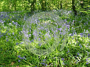 Bluebells in English country wood