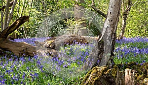 Carpet of bluebells in spring, photographed at Pear Wood in Stanmore, Middlesex, UK