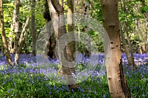 Carpet of bluebells in spring, photographed at Pear Wood in Stanmore, Middlesex, UK