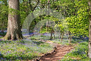 Carpet of bluebells in spring, photographed at Pear Wood in Stanmore, Middlesex, UK
