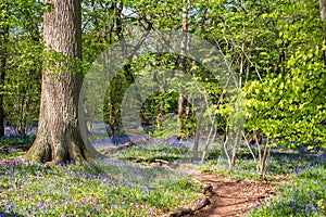 Carpet of bluebells in spring, photographed at Pear Wood in Stanmore, Middlesex, UK