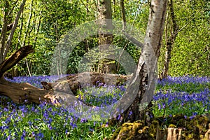 Carpet of bluebells in spring, photographed at Pear Wood in Stanmore, Middlesex, UK