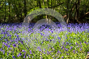 Carpet of bluebells in spring, photographed at Pear Wood in Stanmore, Middlesex, UK