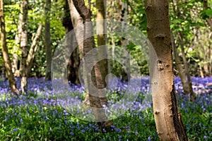 Carpet of bluebells in spring, photographed at Pear Wood in Stanmore, Middlesex, UK