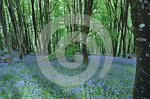 A carpet of Bluebells in the woodland