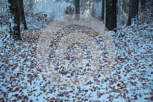 Carpet of brown leaves in the forest in winter