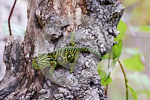 Carpet Chameleon (Furcifer lateralis lateralis)